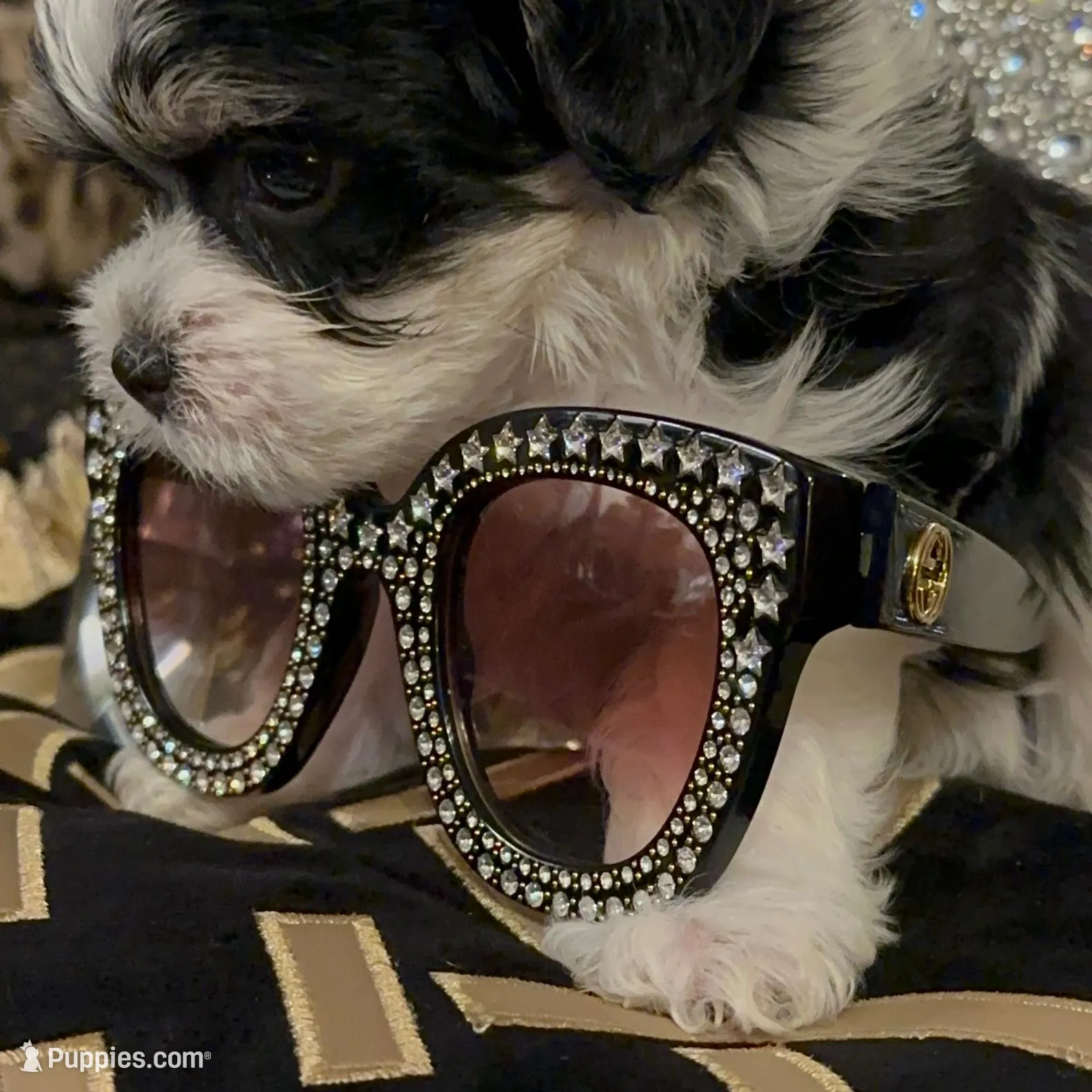 P1M, a  Morkie for sale in Fort Worth, TX – Photo 5 of 10