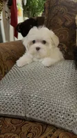 P2Maltese, a male Maltese for sale in Fort Worth, TX – Photo 7 of 10
