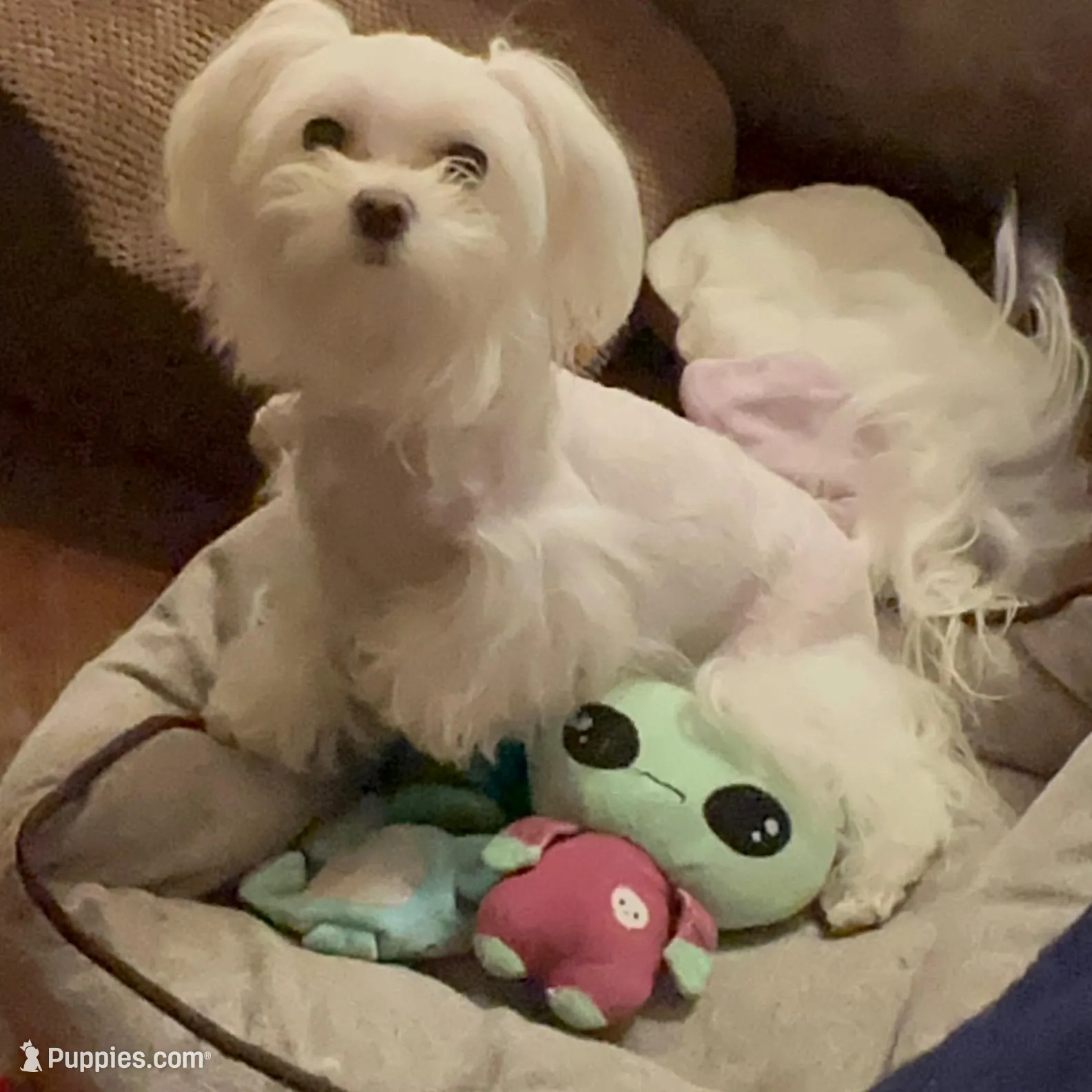 P1M, a  Morkie for sale in Fort Worth, TX – Photo 3 of 10