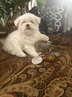 SMALL & BEAUTIFUL P2M, a male Morkie for sale in Fort Worth, TX – 5 of 5