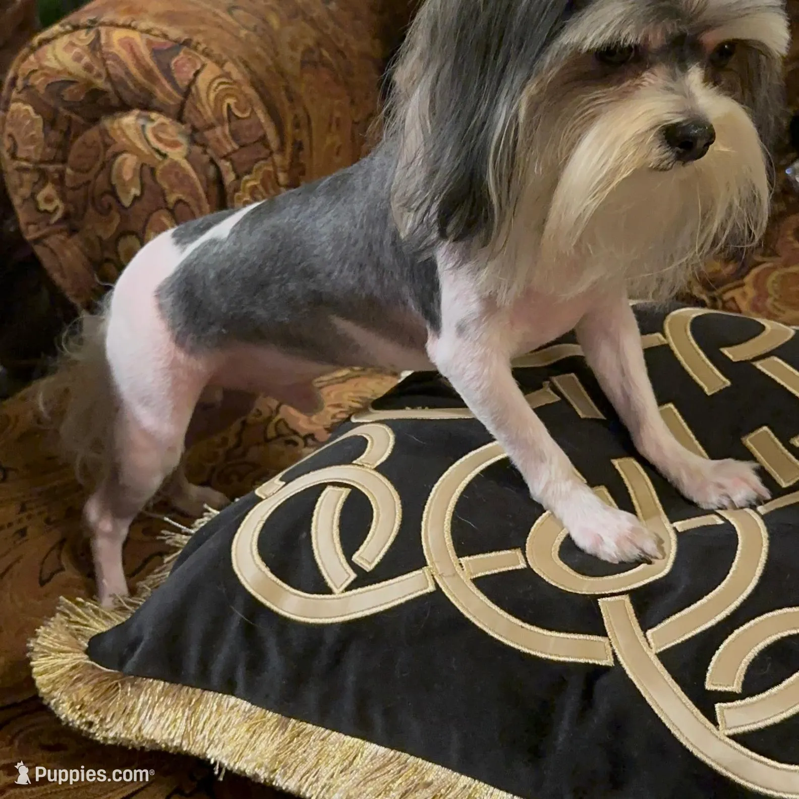 P1M, a  Morkie for sale in Fort Worth, TX – Photo 9 of 10