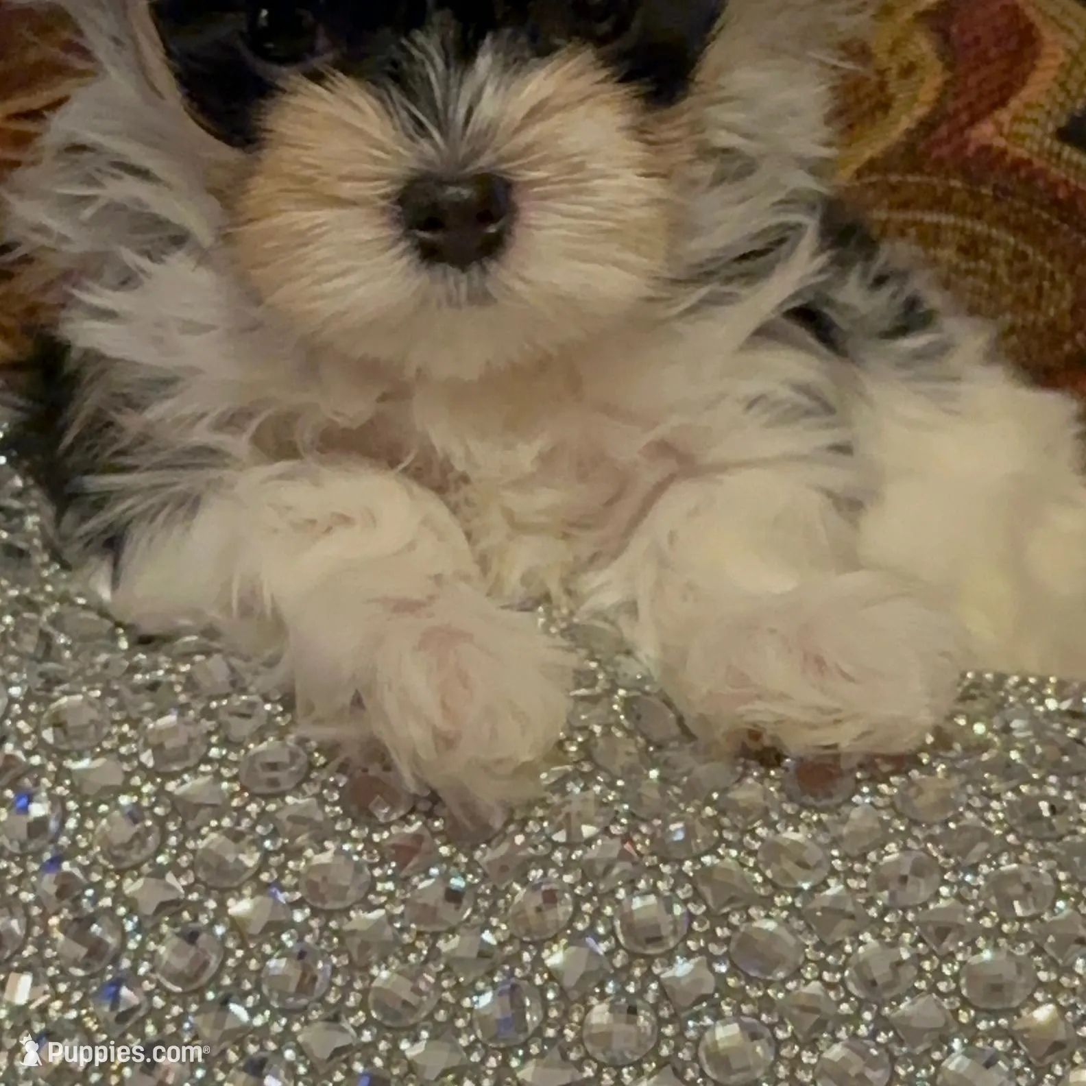 P1M, a  Morkie for sale in Fort Worth, TX – Photo 4 of 10