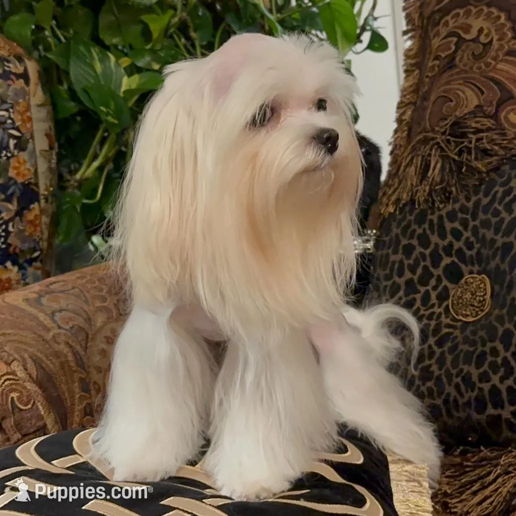 P2Maltese, a male Maltese for sale in Fort Worth, TX – Photo 5 of 10