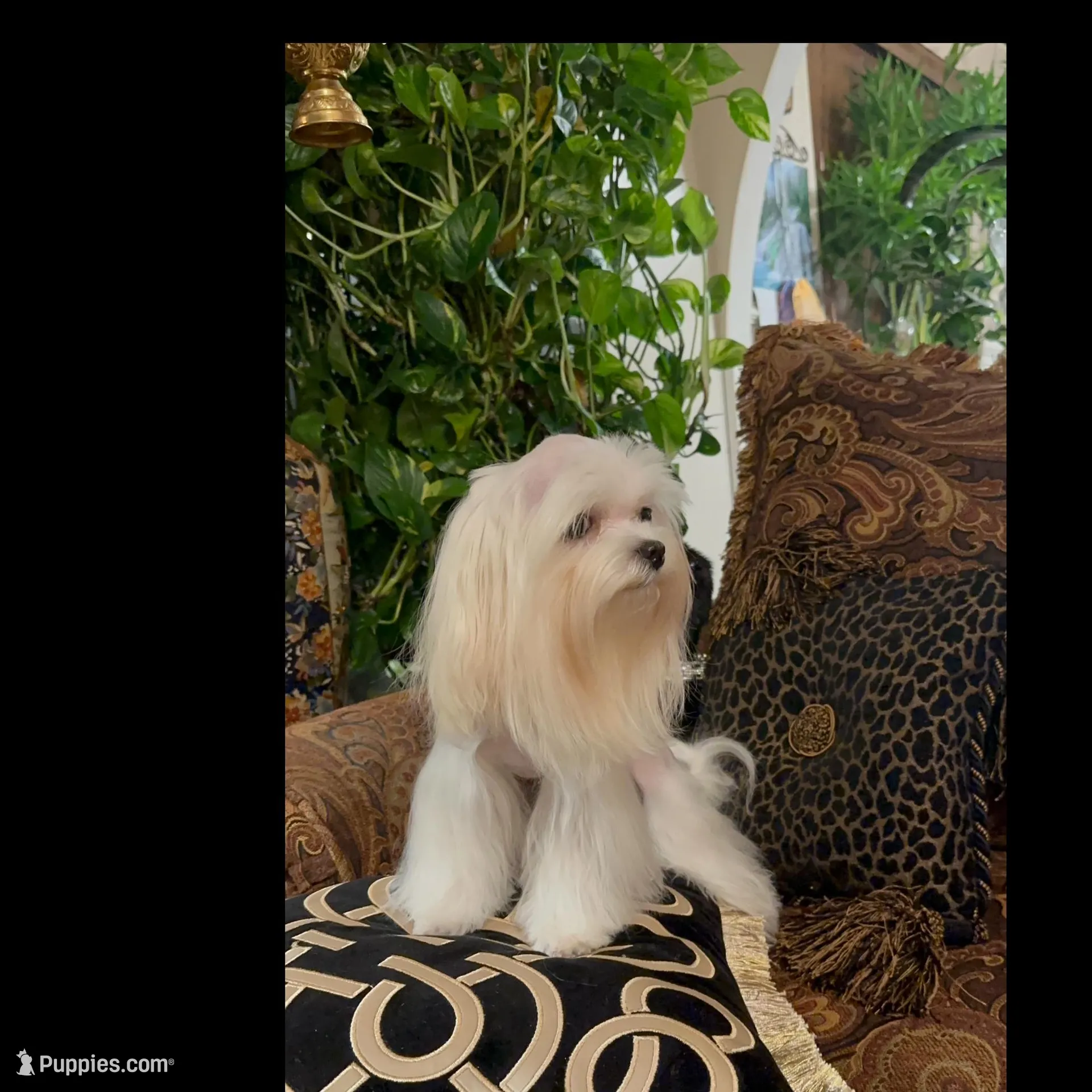 TT3M, a male Morkie for sale in Fort Worth, TX – Photo 2 of 6