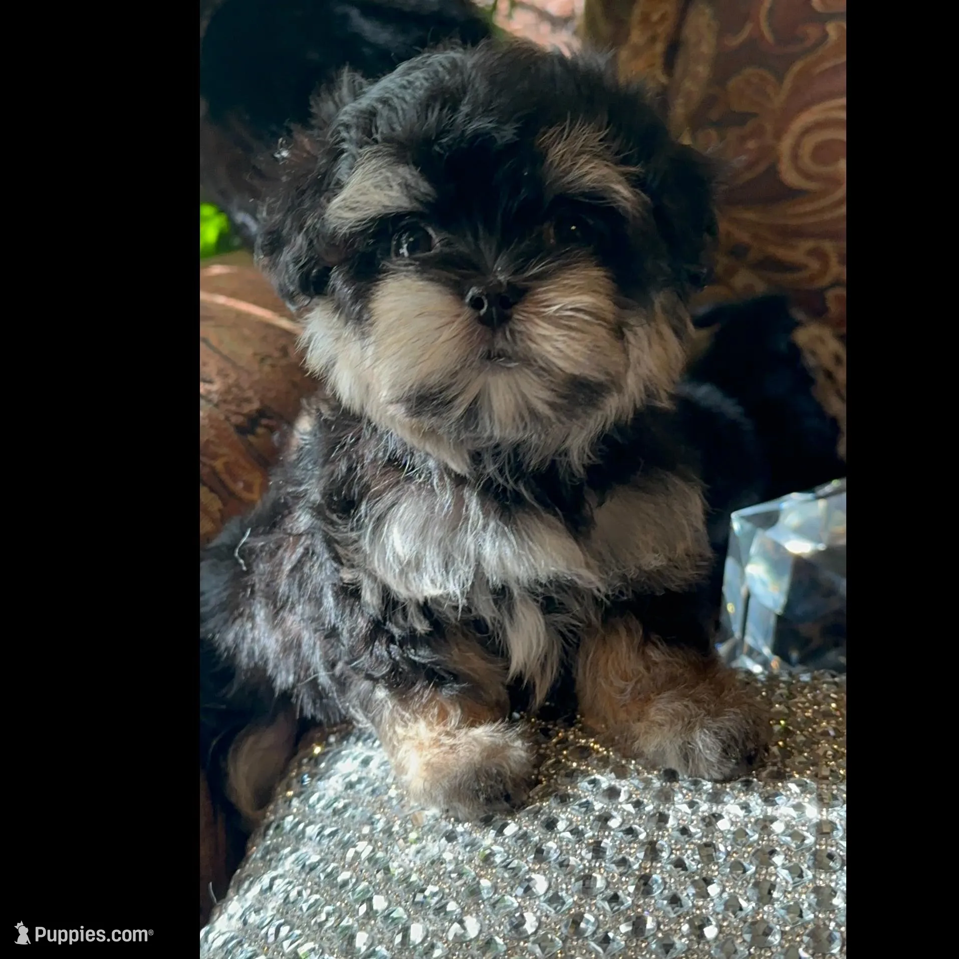 TT3M, a male Morkie for sale in Fort Worth, TX – Photo 4 of 6