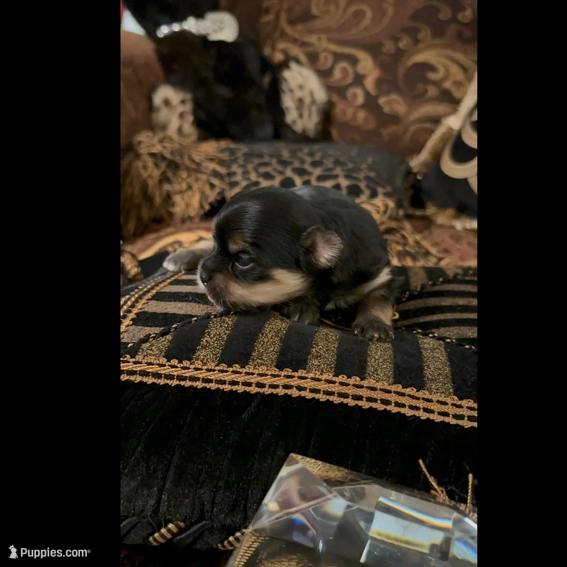 TT3M – Morkie puppy for sale in Fort Worth, TX