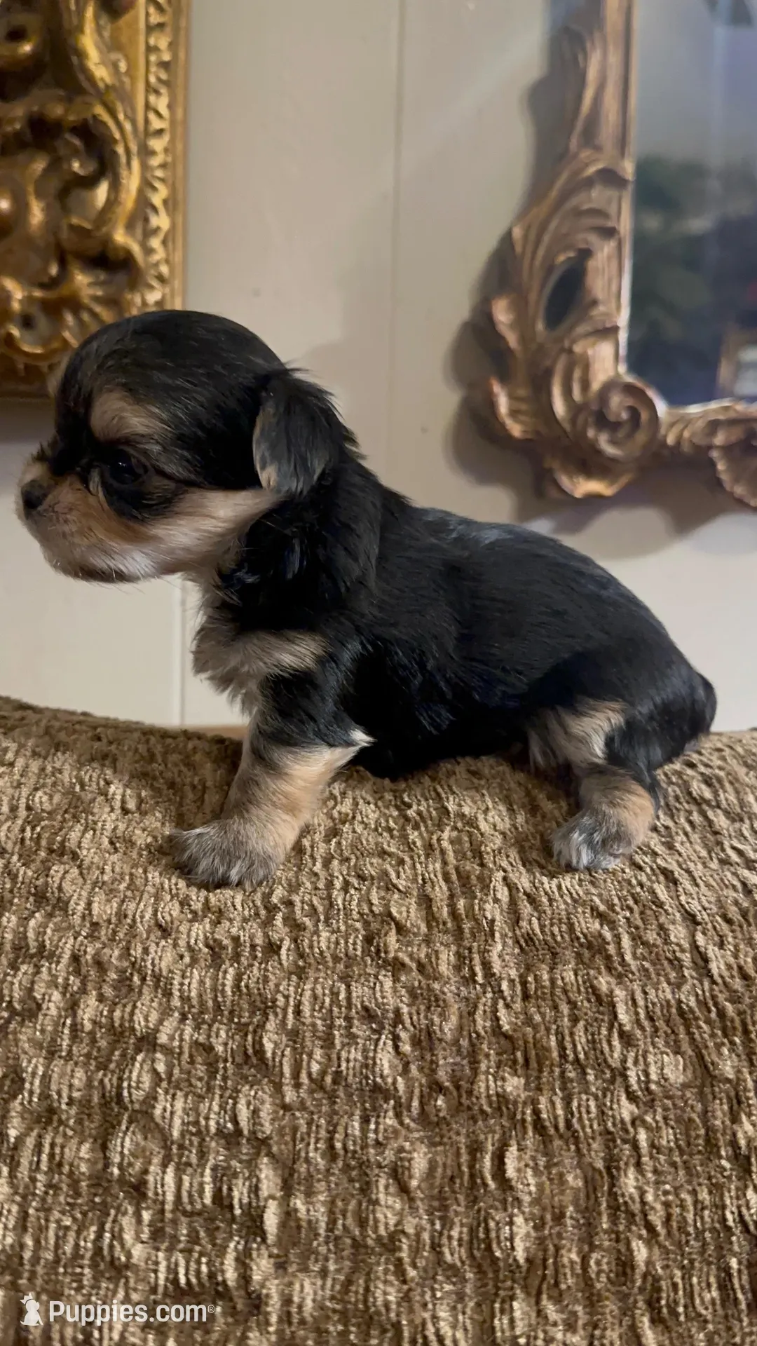 EASTER SALE-TT3M – Morkie puppy for sale in Fort Worth, TX