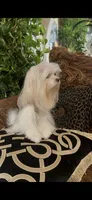 TT Trad M1, a female Maltese and Yorkshire Terrier for sale in Fort Worth, TX – 3 of 10