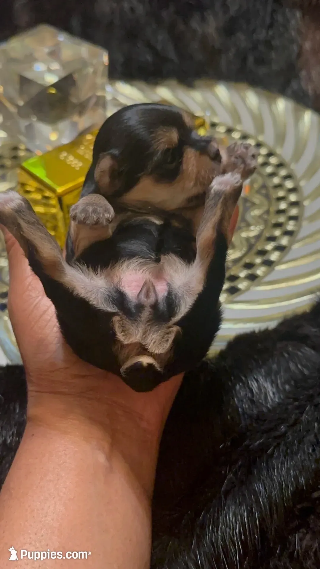 TT Trad F1(tiny), a female Maltese and Yorkshire Terrier for sale in Fort Worth, TX – 3 of 10