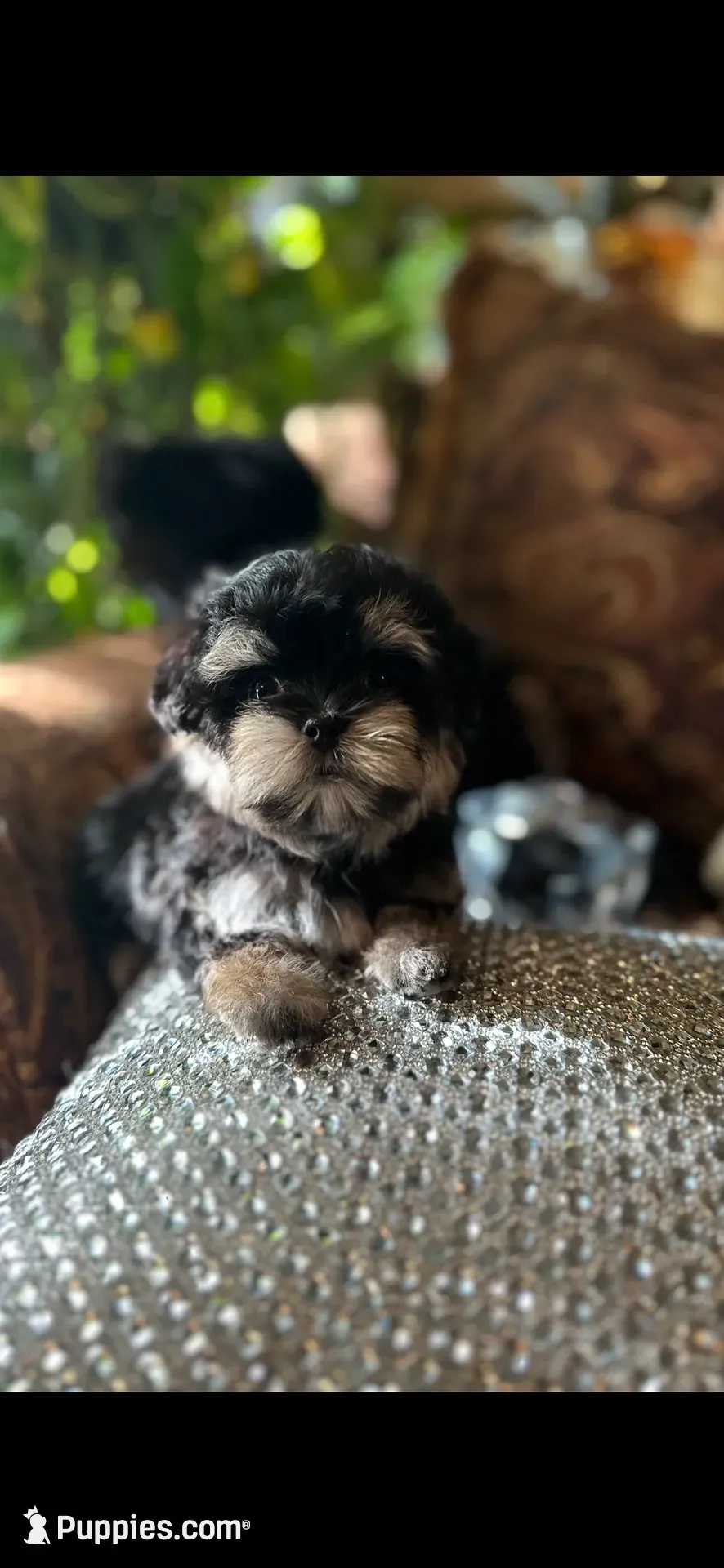 TT Trad F1(tiny), a female Maltese and Yorkshire Terrier for sale in Fort Worth, TX – 8 of 10