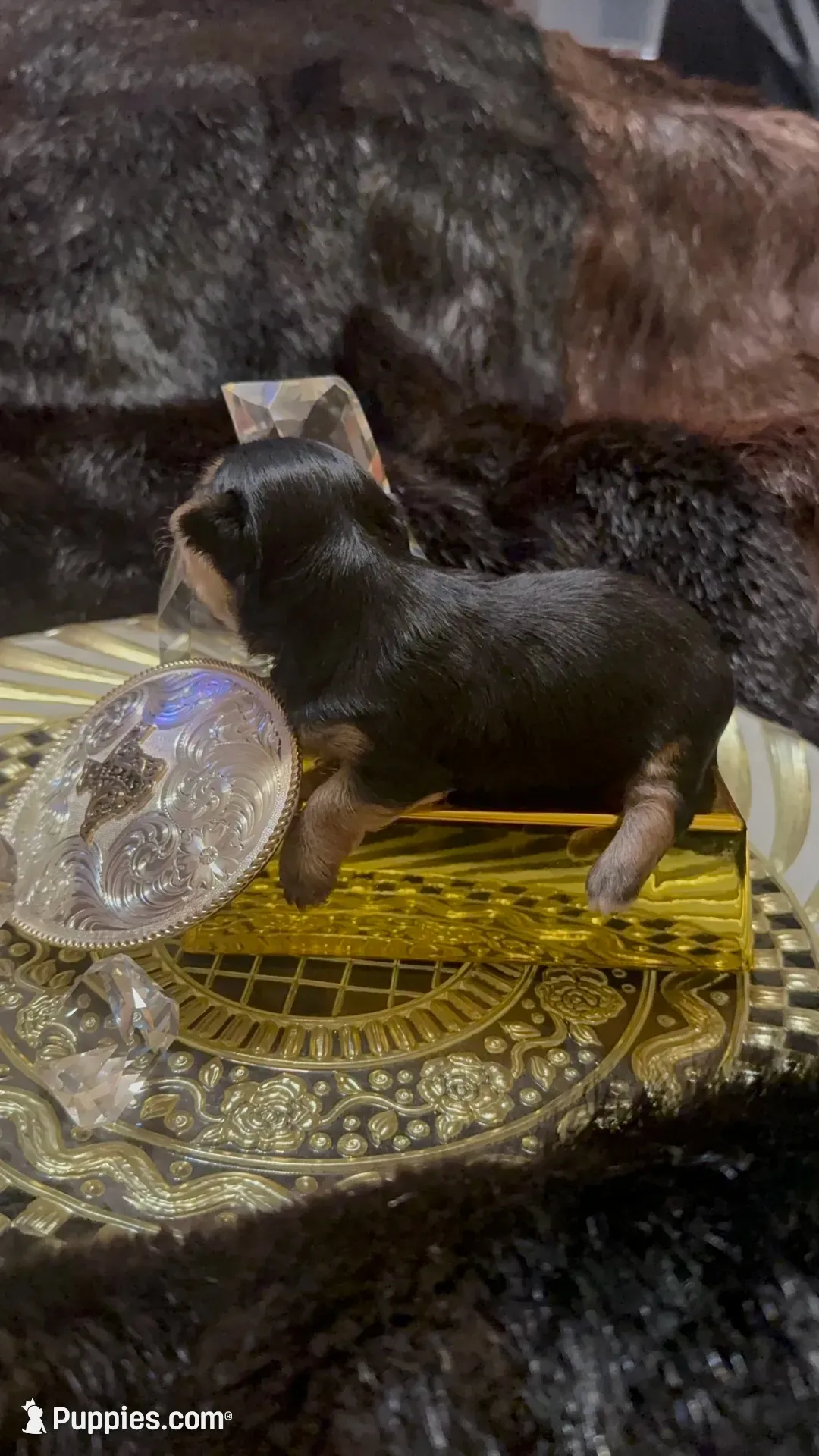 TT Trad F1(tiny), a female Maltese and Yorkshire Terrier for sale in Fort Worth, TX – 5 of 10