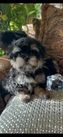 TT Trad F1, a female Maltese and Yorkshire Terrier for sale in Fort Worth, TX – 3 of 10