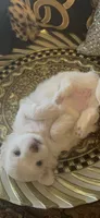 PF1, a female Maltese for sale in Fort Worth, TX – 3 of 10