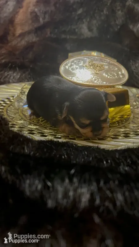 TT Trad M1(micro) – Maltese, Yorkshire Terrier puppy for sale in Fort Worth, TX