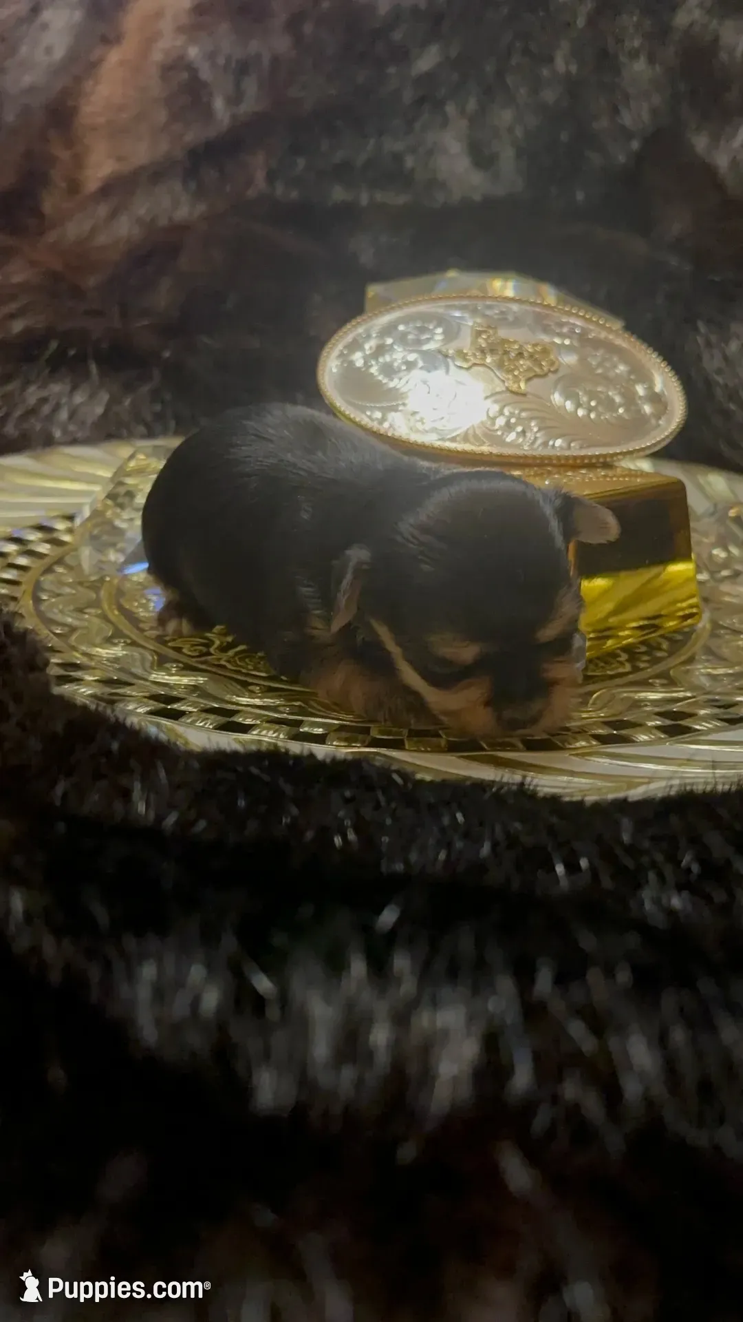 TT Trad M1(micro), a female Maltese and Yorkshire Terrier for sale in Fort Worth, TX – 1 of 9