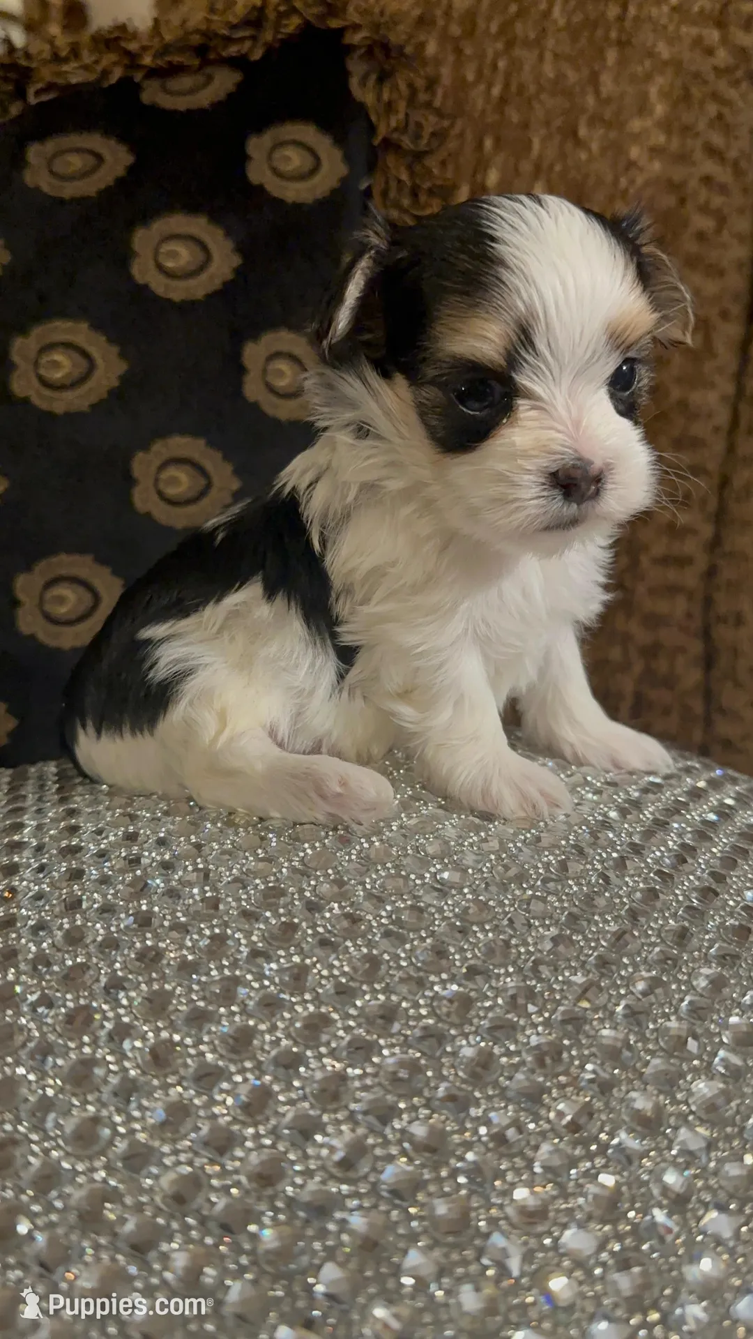 TT1P, a male Yorkshire Terrier for sale in Fort Worth, TX – Photo 5 of 10