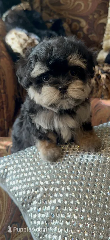 TT Trad M1 – Maltese, Yorkshire Terrier puppy for sale in Fort Worth, TX