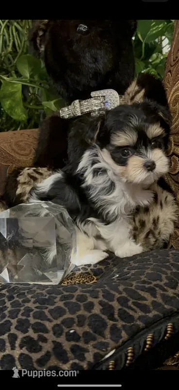 TTPF2 – Yorkshire Terrier puppy for sale in Fort Worth, TX