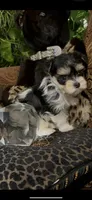TTPF2, a female Yorkshire Terrier for sale in Fort Worth, TX – 1 of 10