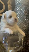 PF1, a female Maltese for sale in Fort Worth, TX – 6 of 10