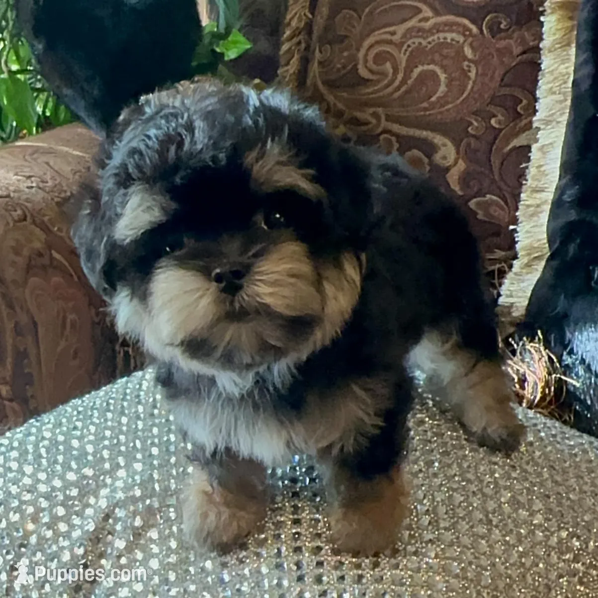 TT2M, a female Morkie for sale in Fort Worth, TX – Photo 7 of 9