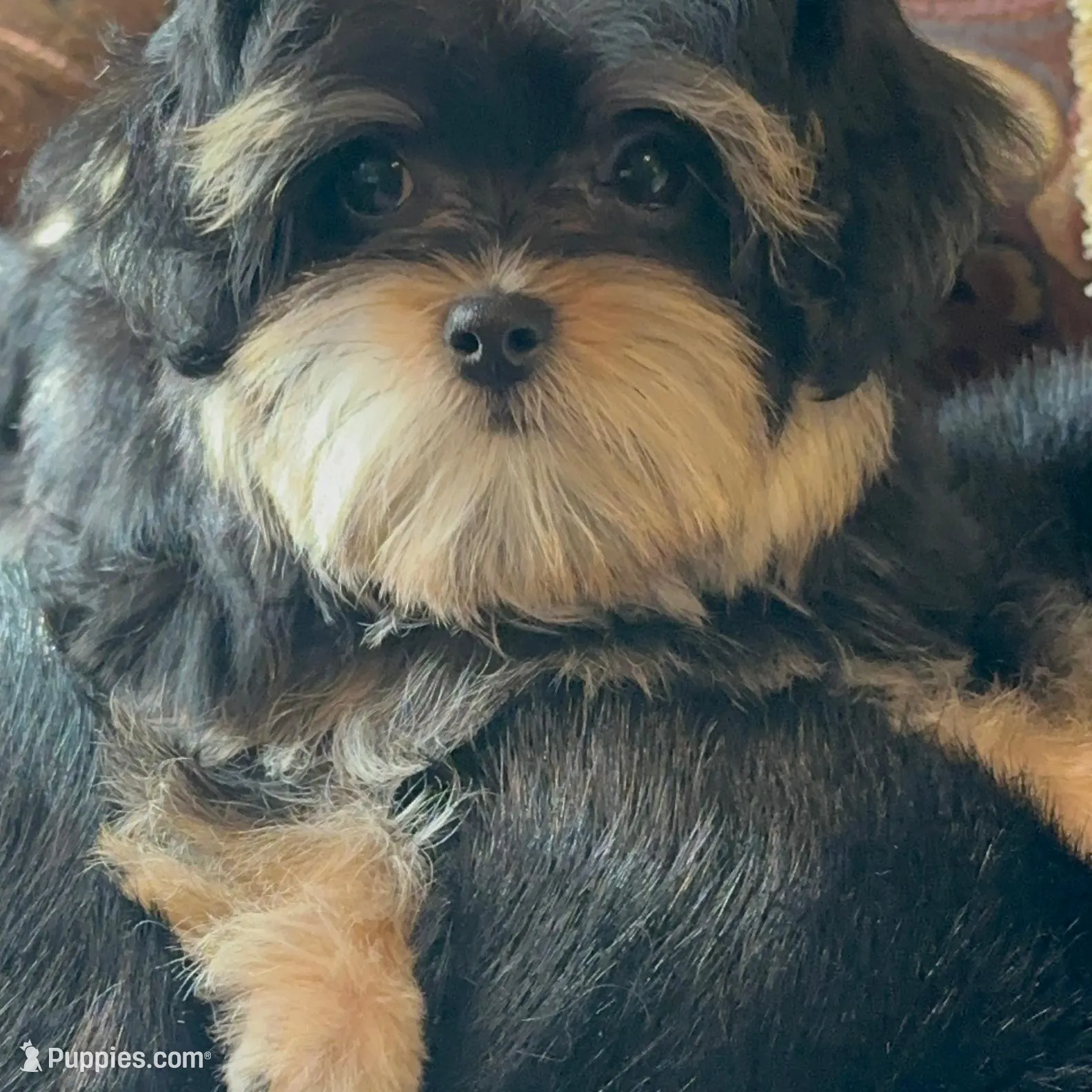 TT2M, a  Morkie for sale in Fort Worth, TX – Photo 4 of 10