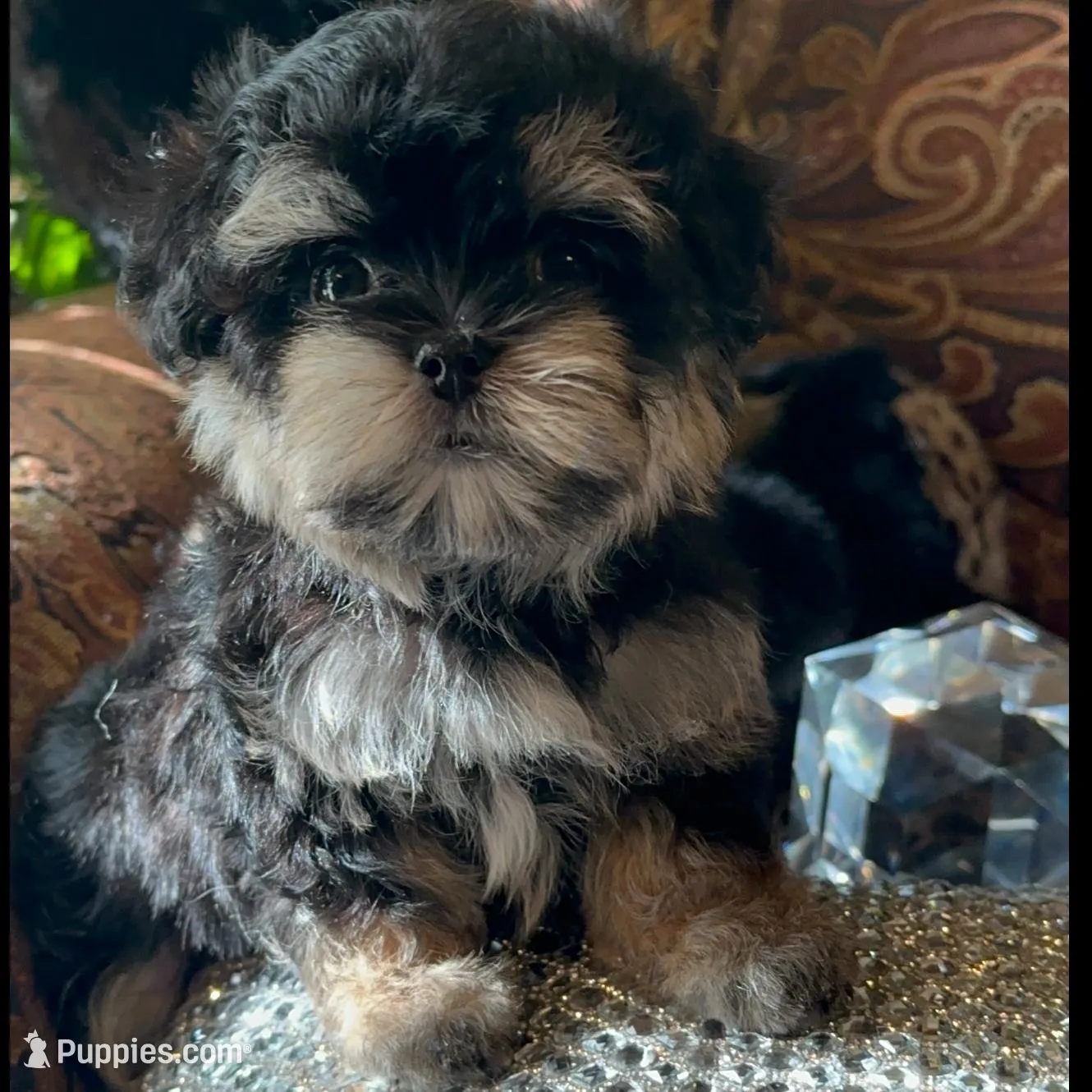 TT2M, a female Morkie for sale in Fort Worth, TX – Photo 8 of 9