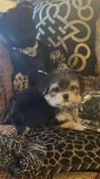 SUPER TINY LITTLE MISS (TT2M), a female Morkie for sale in Fort Worth, TX – 9 of 10