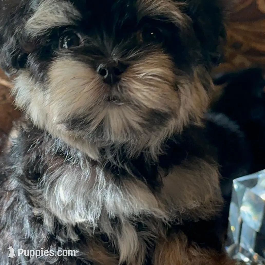 TT2M – Morkie puppy for sale in Fort Worth, TX