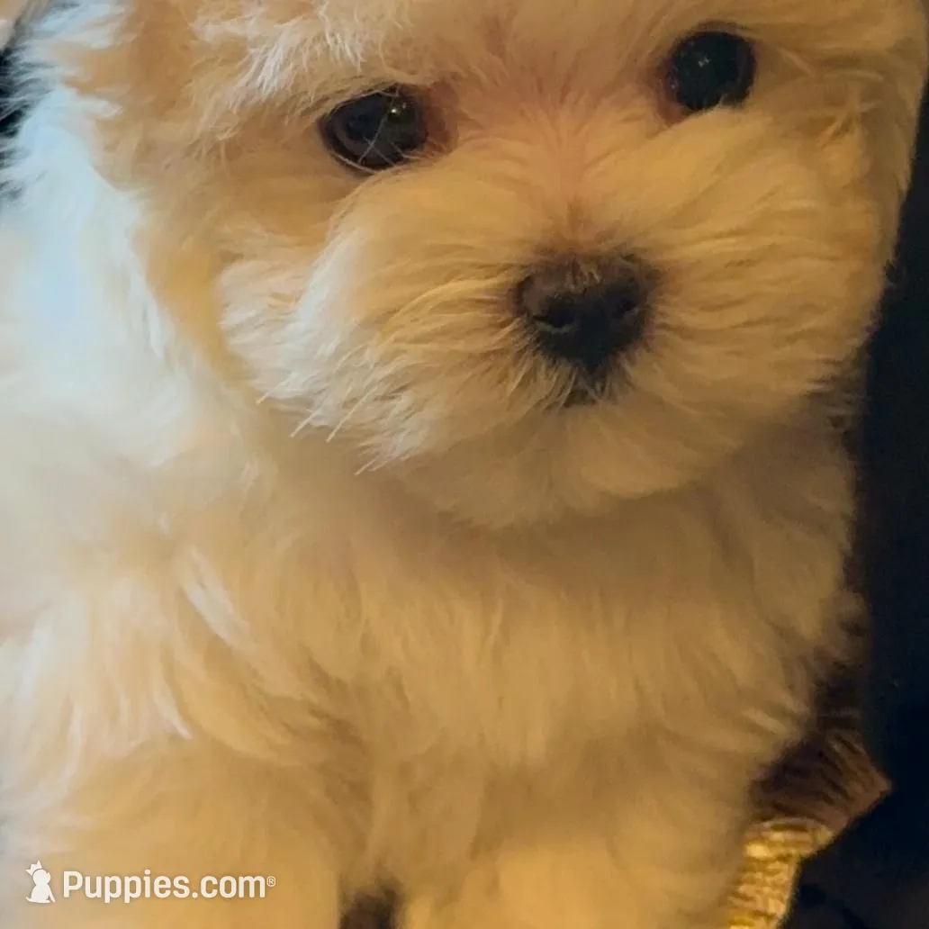 TT2M, a  Morkie for sale in Fort Worth, TX – Photo 7 of 10