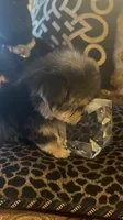SUPER TINY LITTLE MISS (TT2M), a female Morkie for sale in Fort Worth, TX – 8 of 10