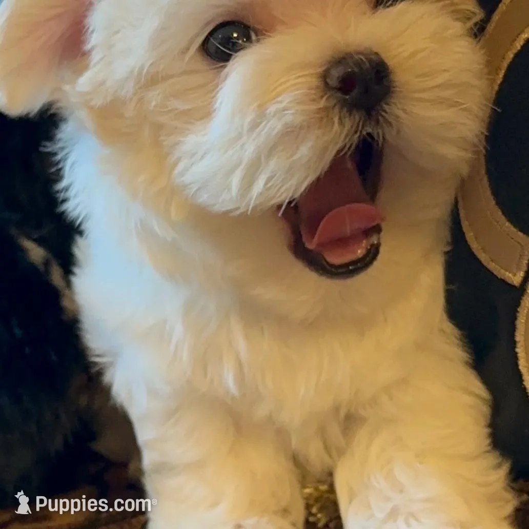 TT2M, a  Morkie for sale in Fort Worth, TX – Photo 10 of 10