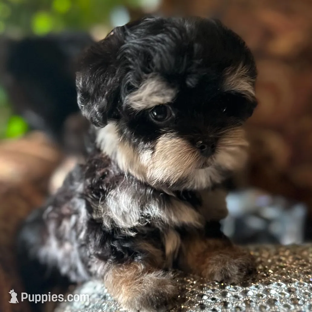 TT2M, a female Morkie for sale in Fort Worth, TX – Photo 4 of 9