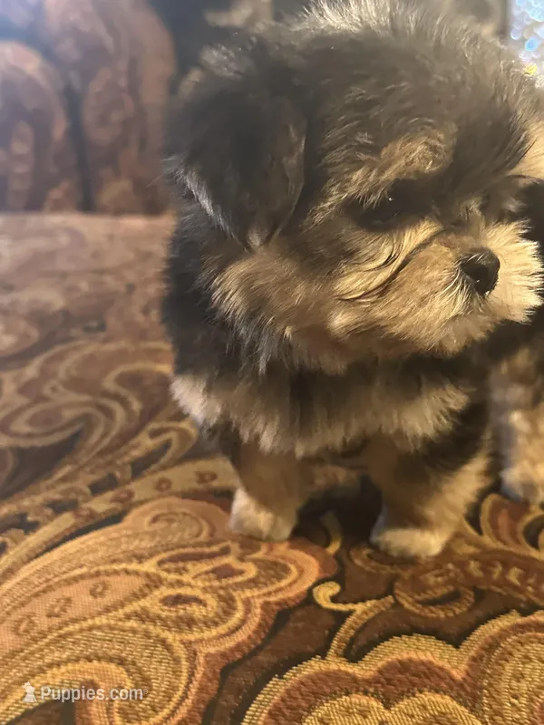SUPER TINY LITTLE MISS (TT2M) – Morkie puppy for sale in Fort Worth, TX
