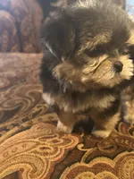 SUPER TINY LITTLE MISS (TT2M), a female Morkie for sale in Fort Worth, TX – 1 of 10