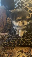 SUPER TINY LITTLE MISS (TT2M), a female Morkie for sale in Fort Worth, TX – 7 of 10