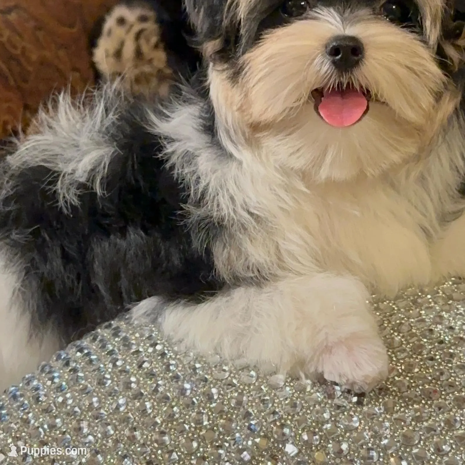 TT2M, a  Morkie for sale in Fort Worth, TX – Photo 2 of 10