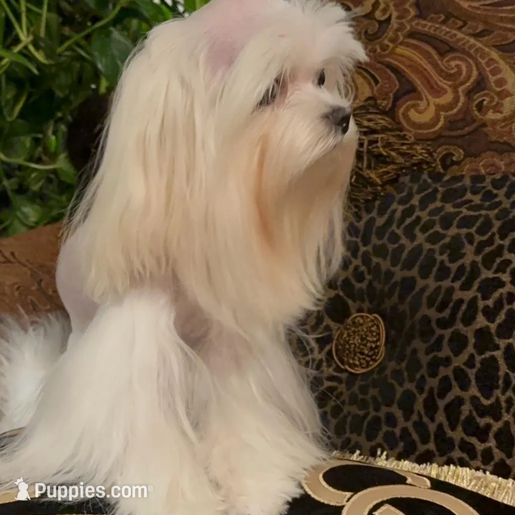 TT2M, a  Morkie for sale in Fort Worth, TX – Photo 6 of 10