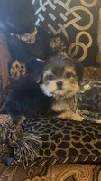SUPER TINY LITTLE MISS (TT2M), a female Morkie for sale in Fort Worth, TX – 5 of 10