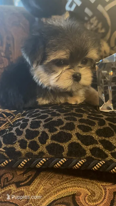 TRAINED-SUPER TINY LITTLE MISS (TT2M) – Morkie puppy for sale in Fort Worth, TX