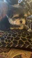 SUPER TINY LITTLE MISS (TT2M), a female Morkie for sale in Fort Worth, TX – 3 of 10