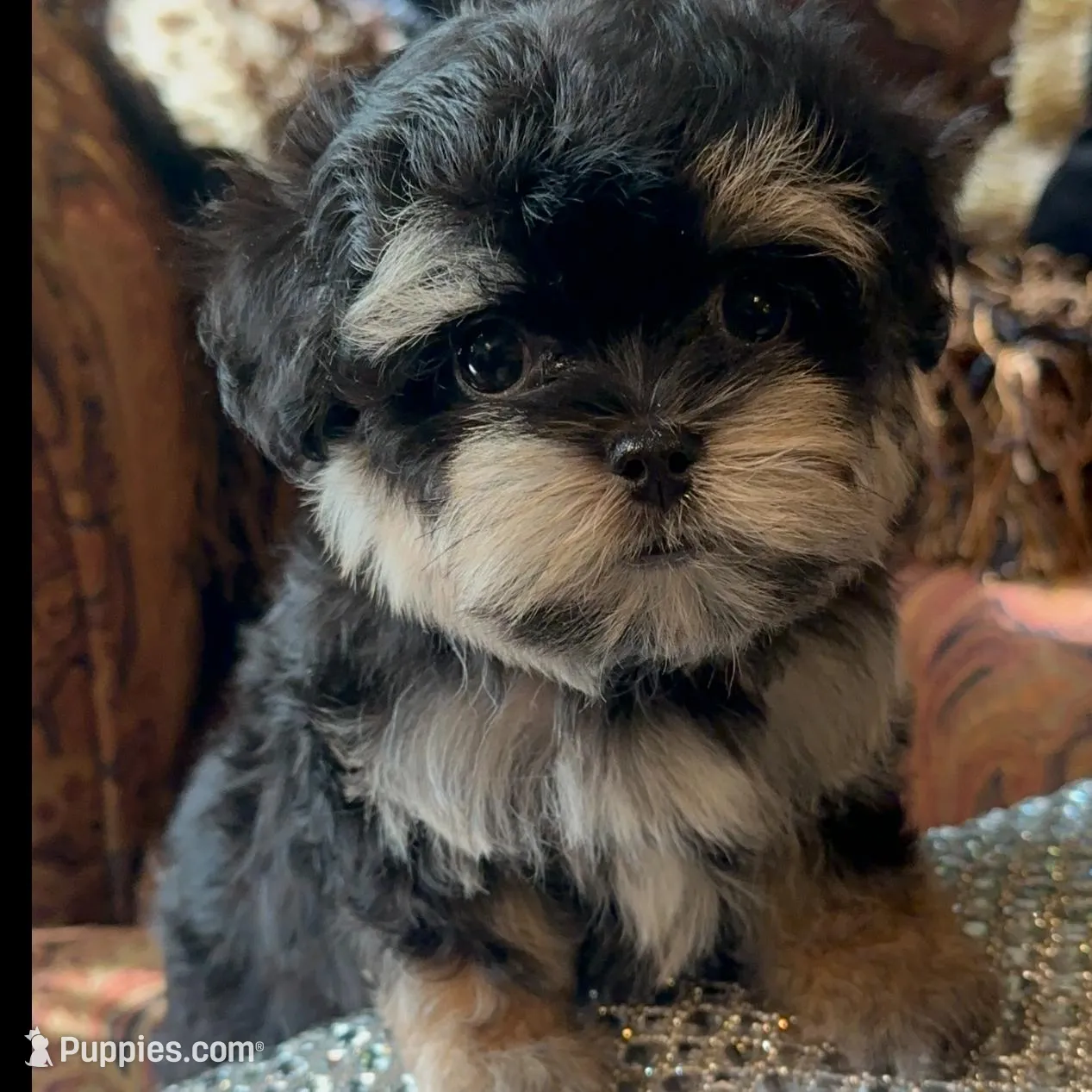 TT2M, a female Morkie for sale in Fort Worth, TX – Photo 9 of 9