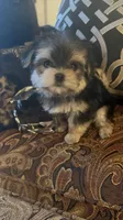 SUPER TINY LITTLE MISS (TT2M), a female Morkie for sale in Fort Worth, TX – 10 of 10