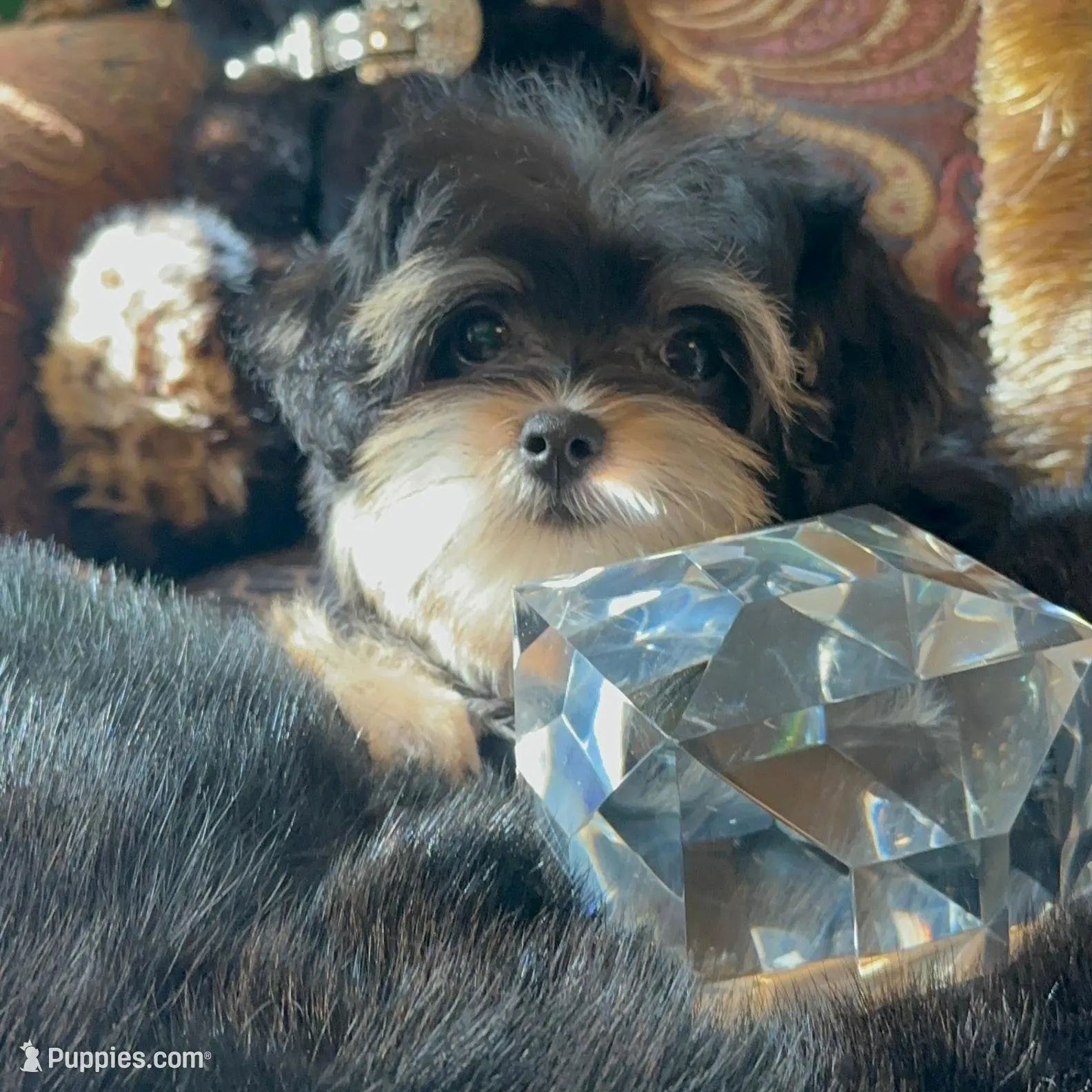 TT2M, a  Morkie for sale in Fort Worth, TX – Photo 5 of 10