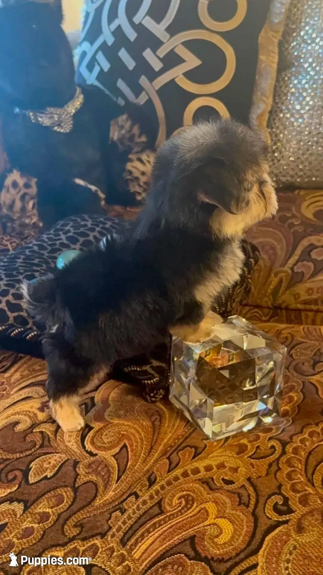 SUPER TINY LITTLE MISS (TT2M), a female Morkie for sale in Fort Worth, TX – 6 of 10