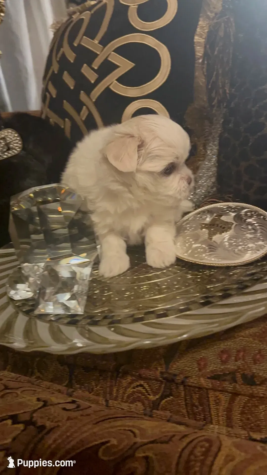 PF1(tiny), a female Maltese for sale in Fort Worth, TX – 3 of 10