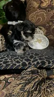 TT Trad M1, a female Maltese and Yorkshire Terrier for sale in Fort Worth, TX – 8 of 10