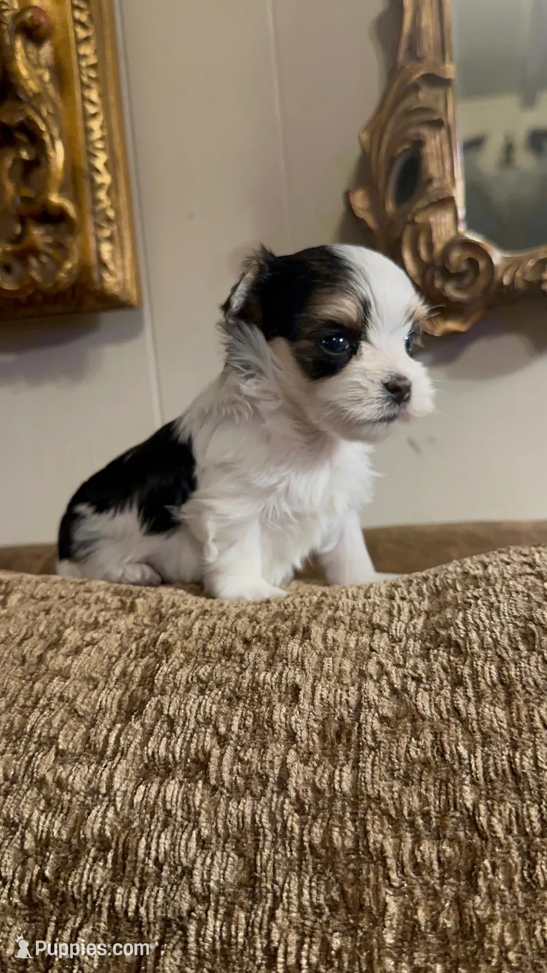 EASTER SALE-TT2P – Yorkshire Terrier puppy for sale in Fort Worth, TX