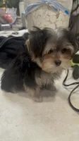 TRAINED-SMALL & AFFECTIONATE-HANDSOME, a male Morkie for sale in Fort Worth, TX – 4 of 6