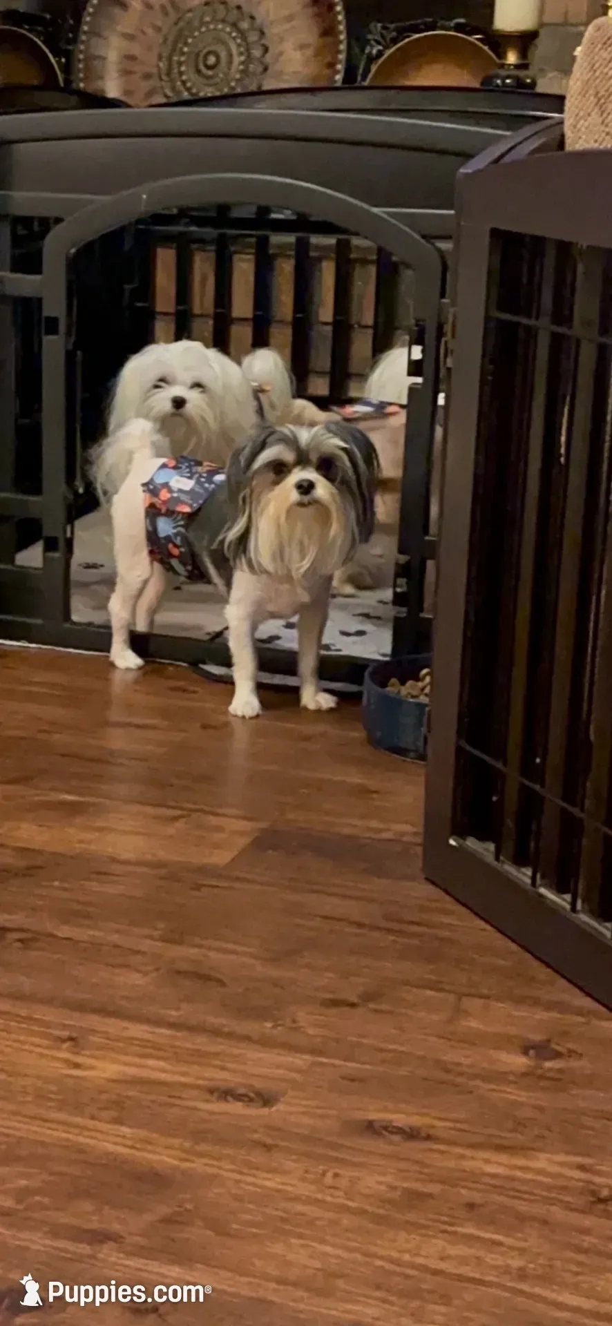 TTPF1(micro), a female Yorkshire Terrier for sale in Fort Worth, TX – 8 of 10